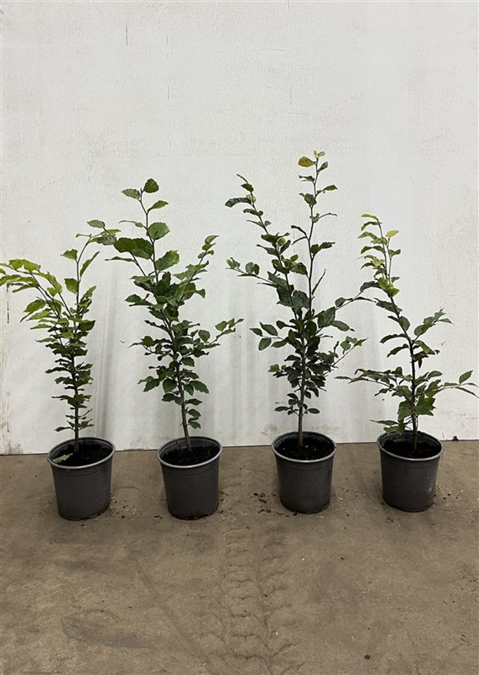 Fagus sylvatica - C2.5 40-60 CM